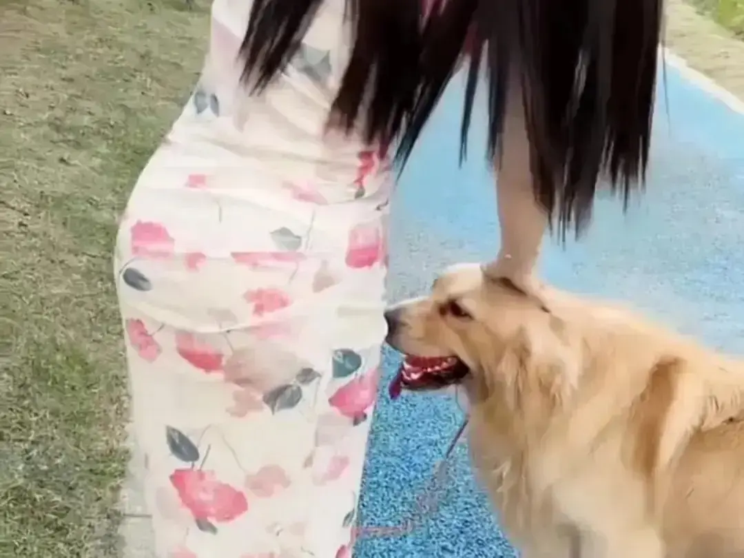 《抖音香香公主与爱犬金毛》完整版在线高清免费观看-抖音金毛蹭香香公主撒娇互动日常-香香公主与爱犬直播回放无广告网盘资源-《抖音香香公主与爱犬金毛》免费秒播
